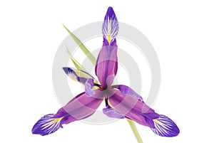 Iris flower, beautiful spring plant
