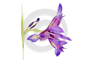 Iris flower, beautiful spring plant