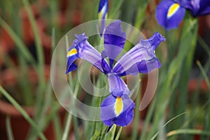 Iris flower.