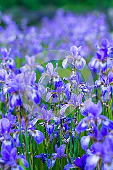 Iris flower. Blooming field of flowers