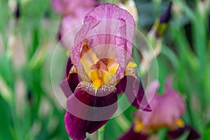 Iris flower blooms on a background of flowers. Close-up, texture. photo