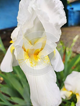 Iris flower blooms on a background of flowers. Close-up, texture photo