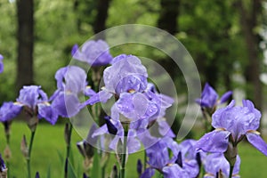 Iris flower