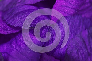 Iris flower bud, macro photo. Purple flower petals, full frame