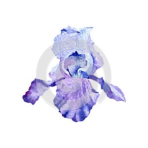 Iris flower bud violet a watercolor illustration