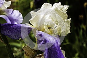 Iris flower
