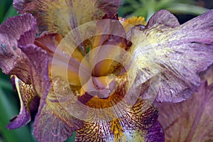 Iris flower close up, purple-yellow color
