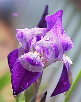 Iris flower close-up in the sunlight with water drops