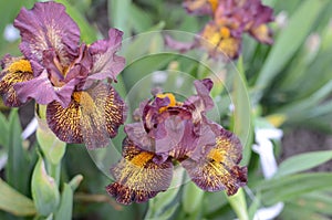 Iris flower closeup
