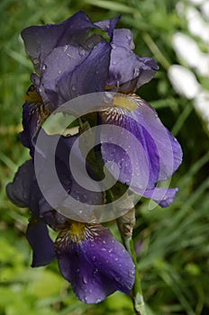 The Iris flower in dark blue.