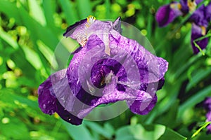 Iris flower with drops after the rain.