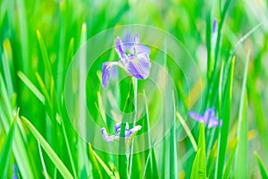 Iris flower in fresh style