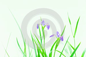 Iris flower in fresh style