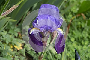 Iris flower in a garden