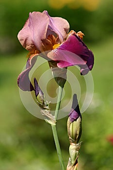 Iris flower in a garden