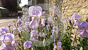 Iris flower garden in French Countryside