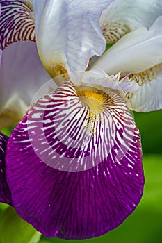 Iris flower, the goddess of the rainbow,   who acted as a messenger of the gods
