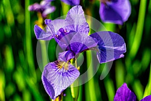 Iris flower on green background in sunny day.