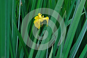 iris flower with green leaves