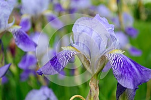 Iris flower head close-up. Purple iris petals closeup. Irises background