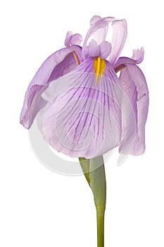 Iris flower isolated