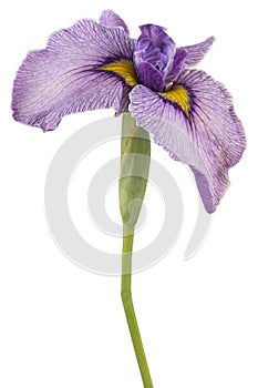 Iris flower isolated photo
