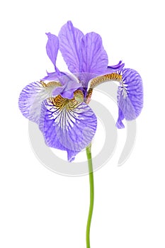 Iris Flower Isolated on White Background