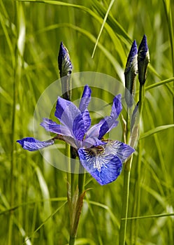 Iris flower largely