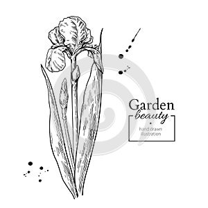 Iris flower and leaves drawing. Vector hand drawn engraved flora