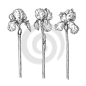 Iris flower and leaves drawing. Vector hand drawn engraved flora photo