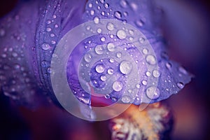 Iris flower lefs with rain drops photo
