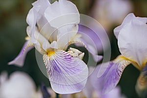 Iris flower macro photo, purple soft pastel petals close up, floral background