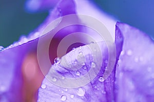 Iris flower macro photo. Violet beautiful blooming petal after rain