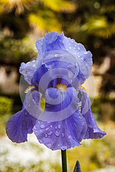 Iris flower in Monte San Bartolo. Pesaro, Marche, Italy.