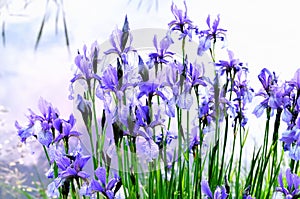 Iris flower near the water