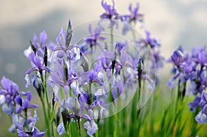 Iris flower near the water