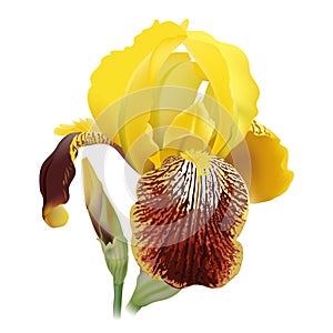 Iris flower, old fashioned variety.
