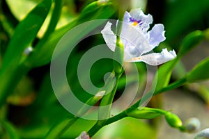 Iris flower-Perennial herb