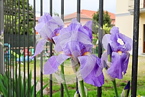 Iris flower petals color purple pink nature detail natural detail