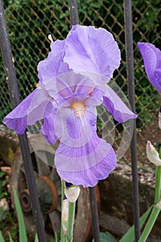 Iris flower petals color purple pink nature detail natural detail