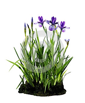 Iris Flower Plant