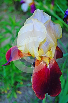 Iris flower with purple, white and yellow petals