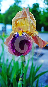 Iris flower with purple, white and yellow petals