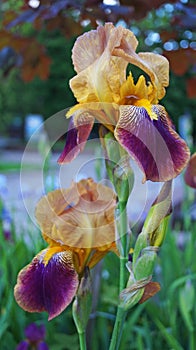 Iris flower with purple, white and yellow petals