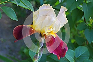 Iris flower with purple, white and yellow petals