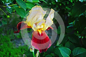 Iris flower with purple, white and yellow petals