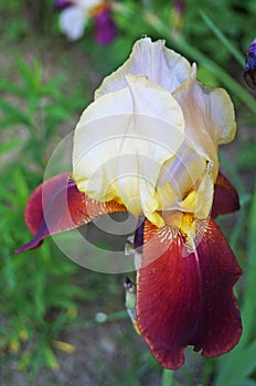 Iris flower with purple, white and yellow petals