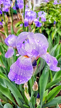 Iris flower after the rain.