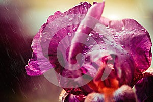 Iris flower with rainy drops