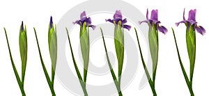 Iris Flower Series